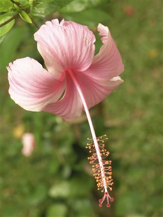 Pink Hibiscus