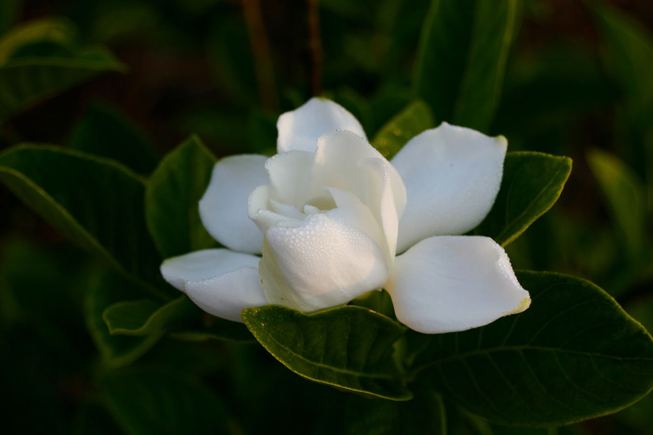 Gardenia
