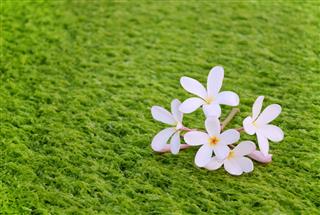 Frangipani On Seaweed