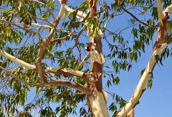 eucalyptus