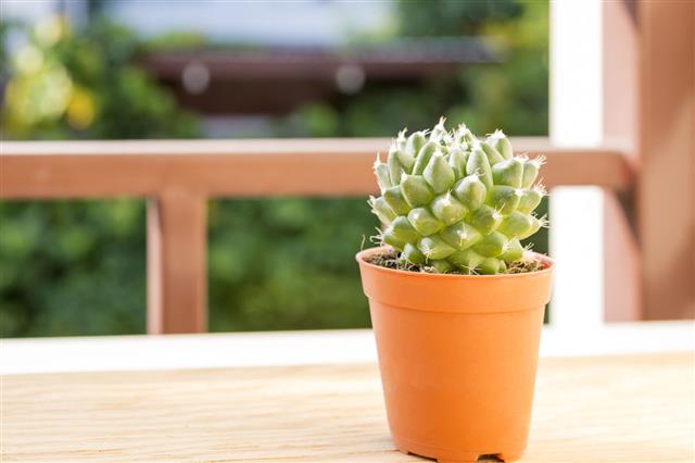 Cactus Plant