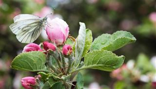 Pollination of flower