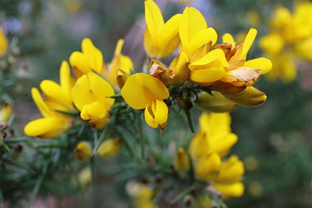 Common Gorse