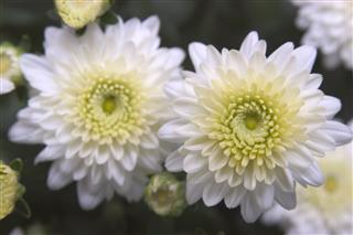 Chrysanthemum