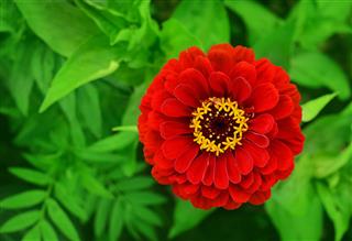 Red Zinnia Flower