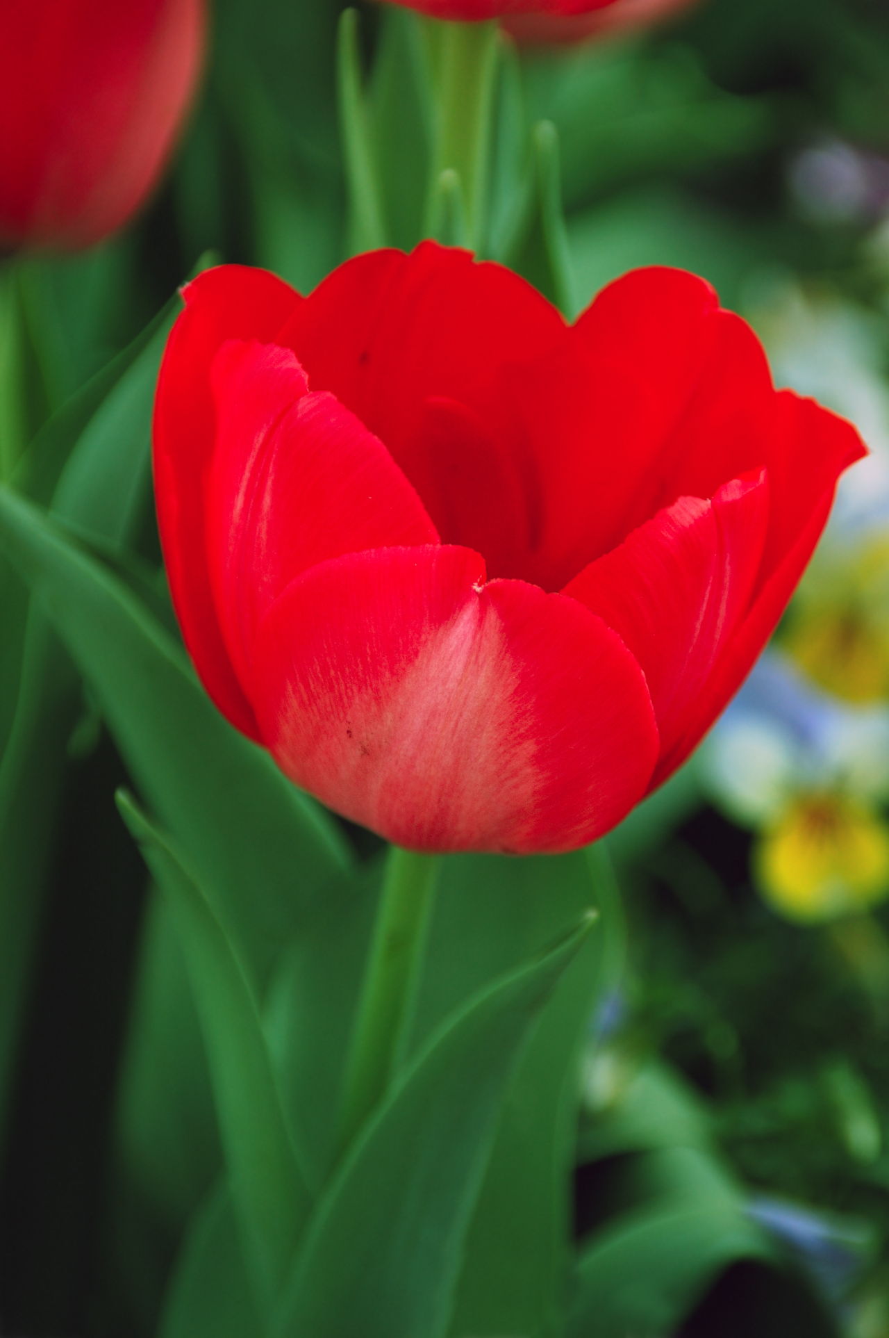 Red Tulip
