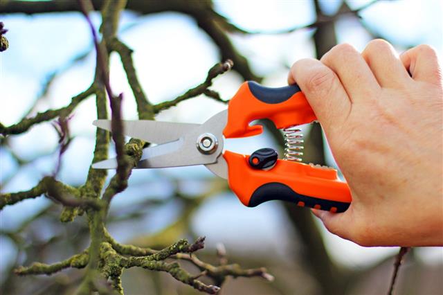 Pruning Apple Tree