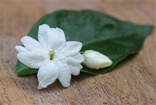 Jasmine Flowers