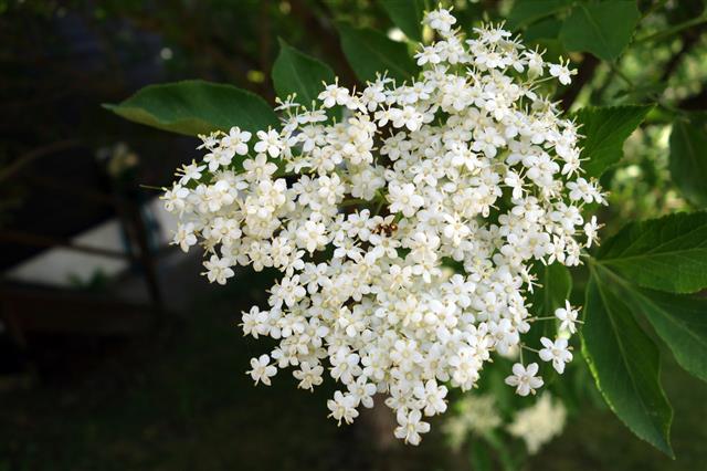 Elder Flower
