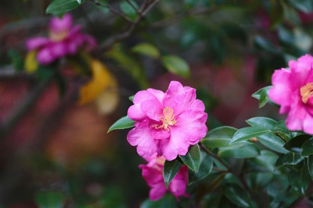 Camellia Japonica
