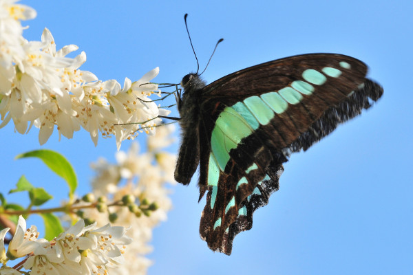 Deutzia crenata