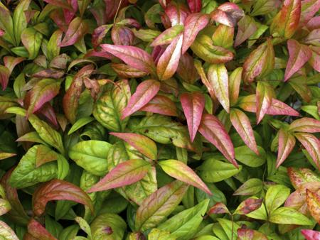 Best Hedges to Plant - Heavenly Bamboo