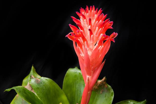 Bromeliad Flower