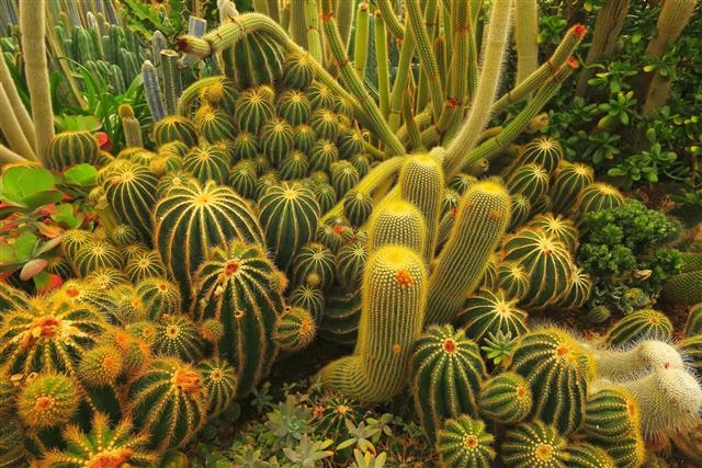 Cactus green foliage garden at desert landscape