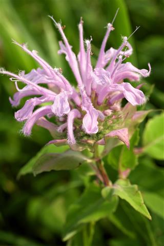 Bee Balm