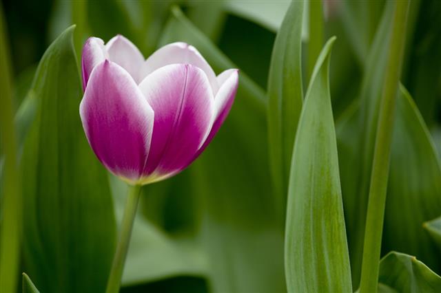 Closeup Of Purple And White Tulip