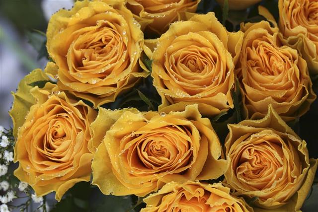 Yellow rose blooms and round water droplets