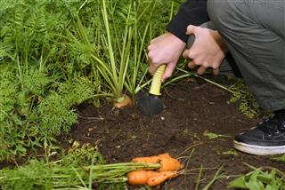 Pulling carrots from ground by hand