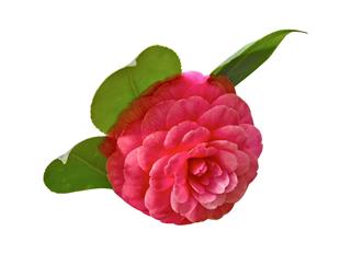 Red Pink Camellia Selective Focus