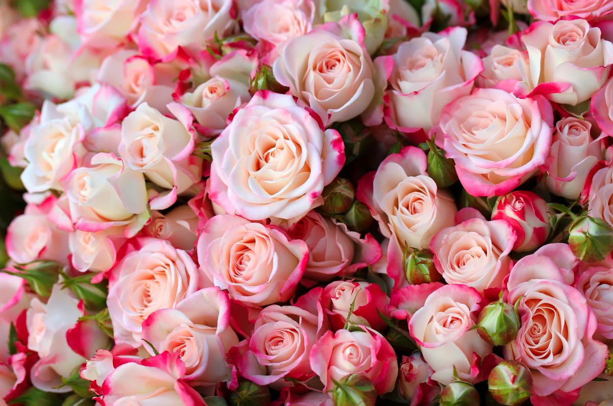 Pink roses