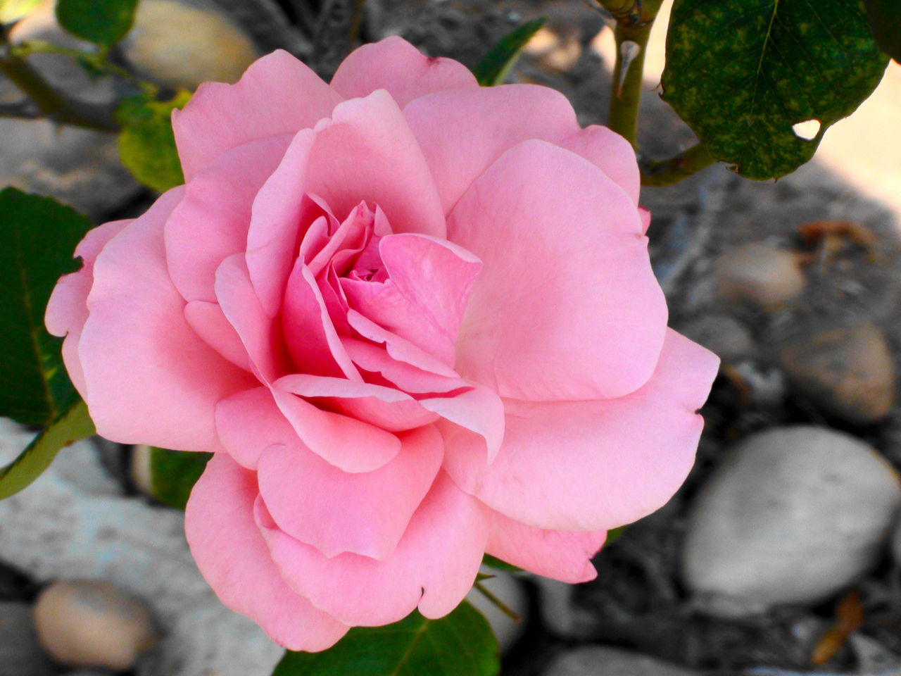 Flower Rose