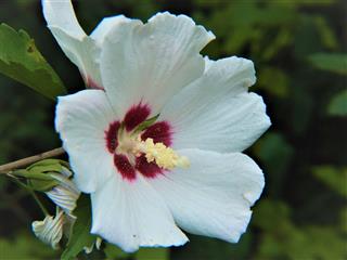 Rose Of Sharon Flower In Bloom