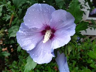 Rose Of Sharon