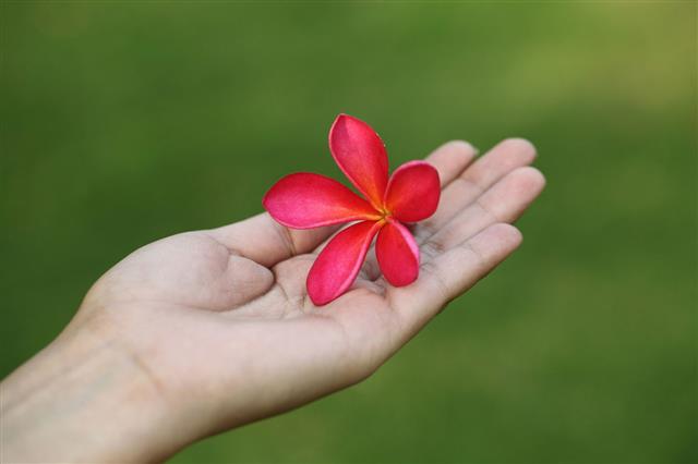 Pink Frangipani In Hands