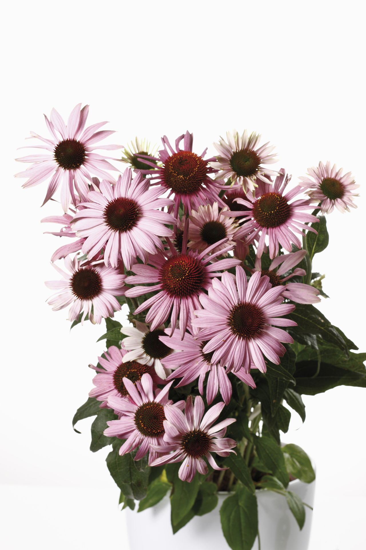 Coneflowers In Flower Pot
