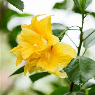 Hibiscus Flower