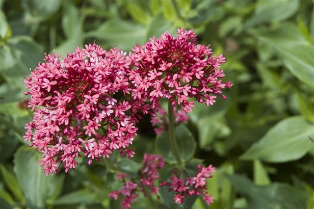 Red Valerian