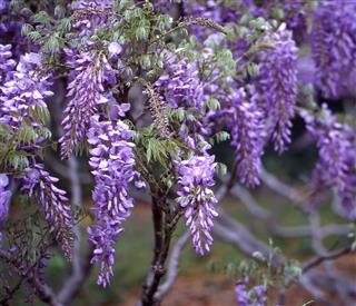 Brooklyn Botanic Garden