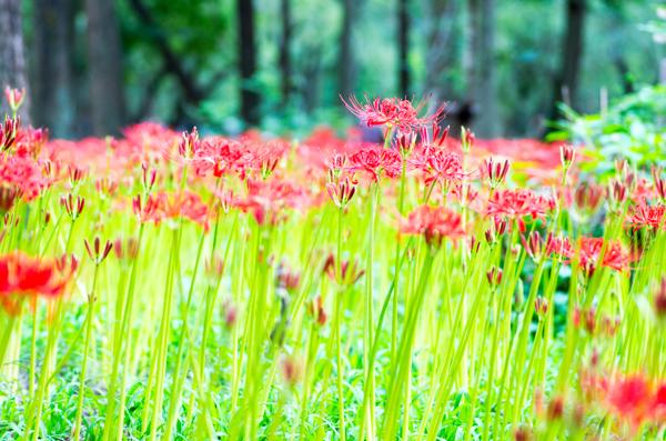 spider lily