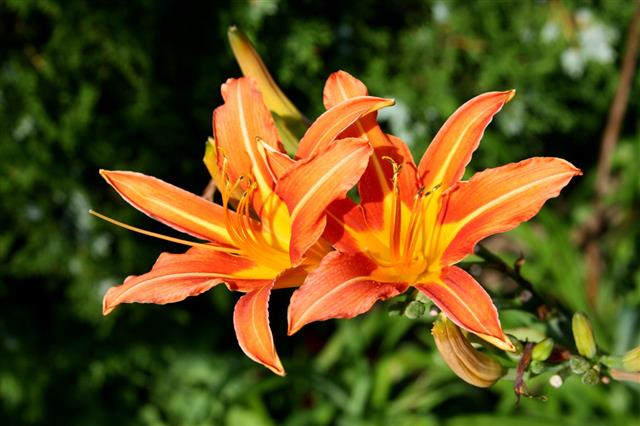 Amaryllis