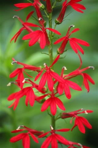 Cardinal Flower