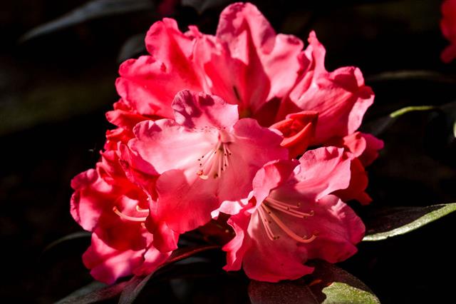 Rhododendron Flowers