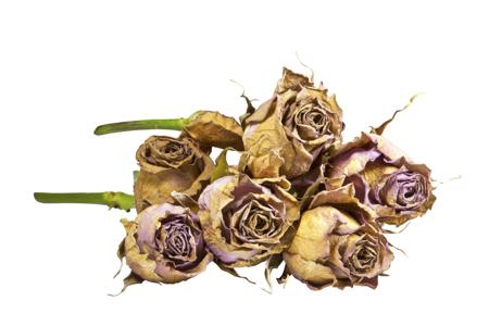 dead roses