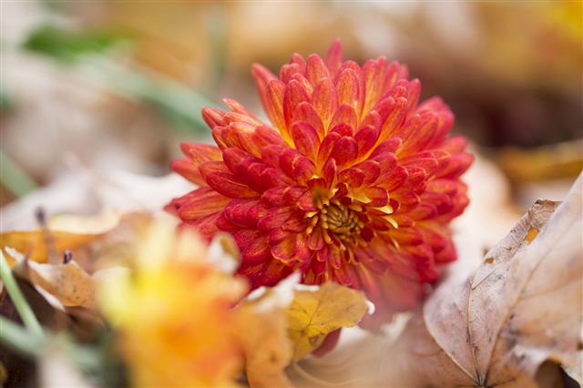 Red And Yellow Chrysanthemum