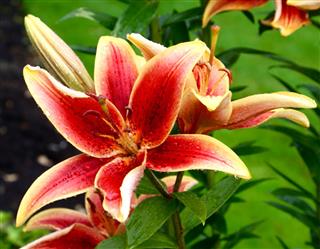 Brilliant Tiger Lily In The Rain