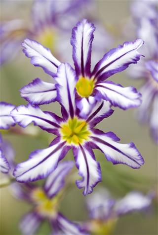 Leucocoryne flower