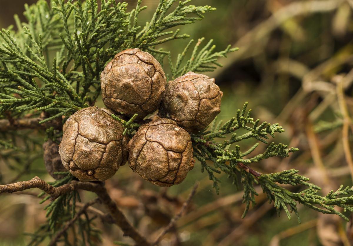 Seeds of Cupressus Macrocarpa