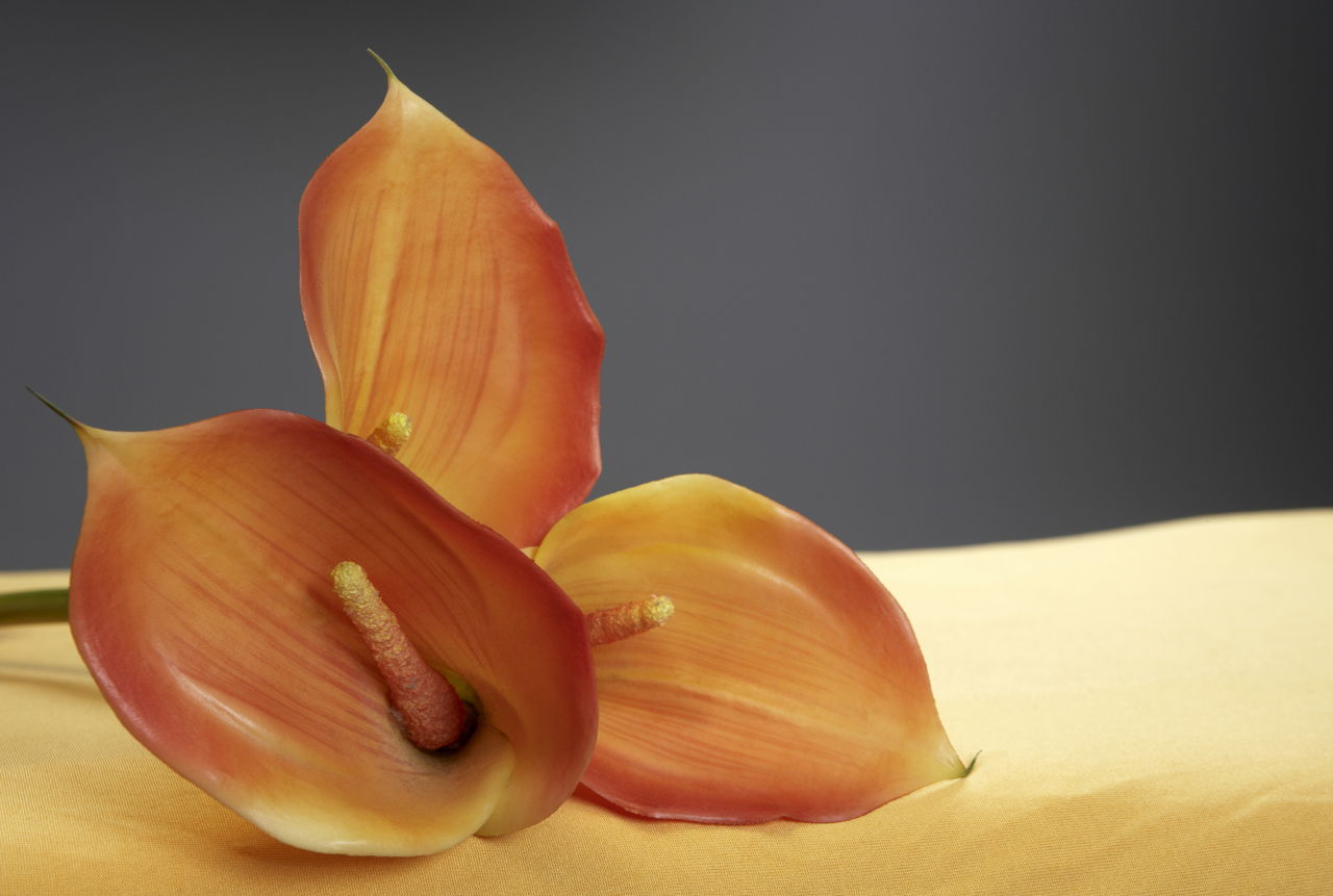Orange Calla Lily