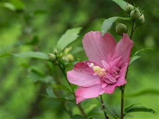 Beautiful Rose Of Sharon Flower
