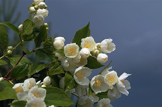 Branch Of A Jasmine