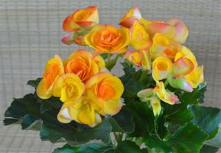 Begonia Flowers