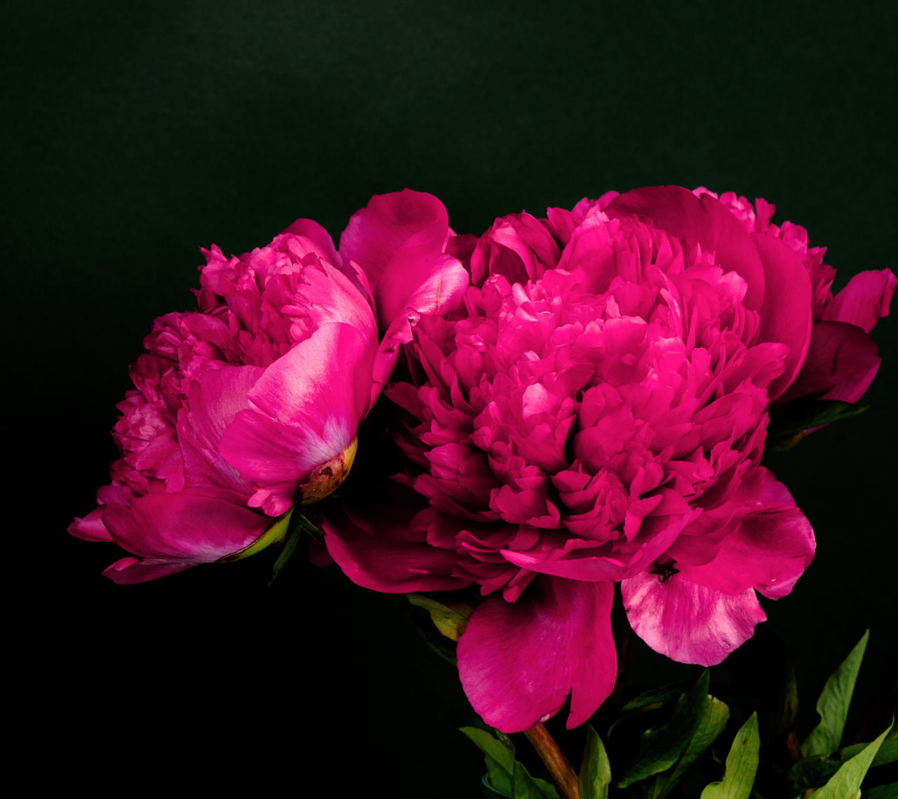 Dark Red Peony