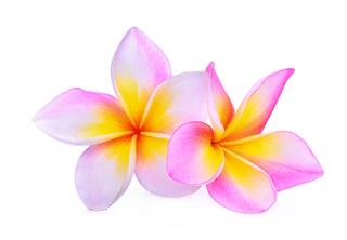 Frangipani Or Plumeria