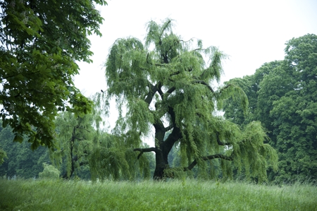Green weeping willow