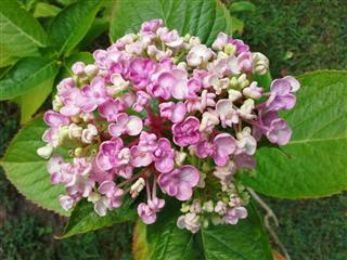 Pink Hydrangea Macrophylla Ayesha Flower
