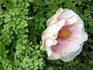 Hibiscus And Fern
